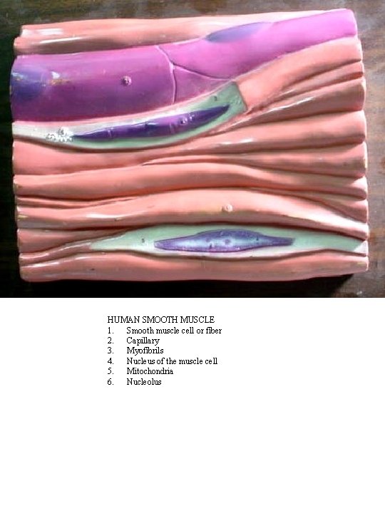 HUMAN SMOOTH MUSCLE 1. Smooth muscle cell or fiber 2. Capillary 3. Myofibrils 4.