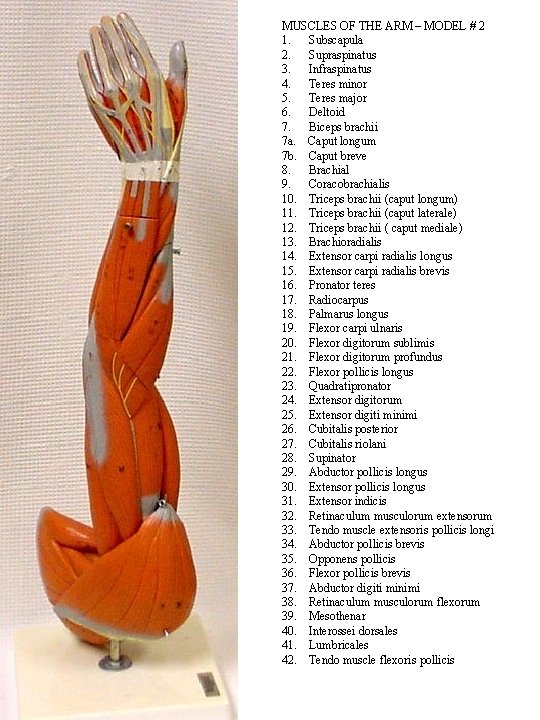 MUSCLES OF THE ARM – MODEL # 2 1. Subscapula 2. Supraspinatus 3. Infraspinatus