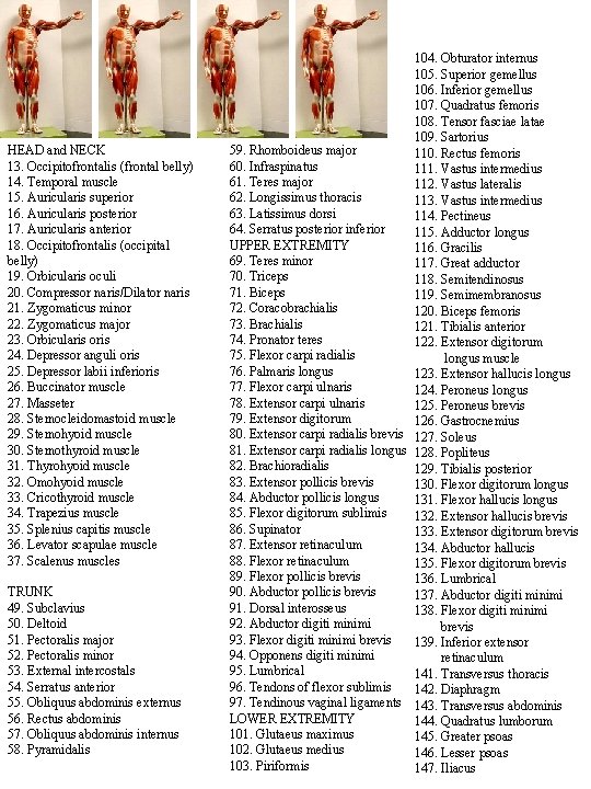 HEAD and NECK 13. Occipitofrontalis (frontal belly) 14. Temporal muscle 15. Auricularis superior 16.