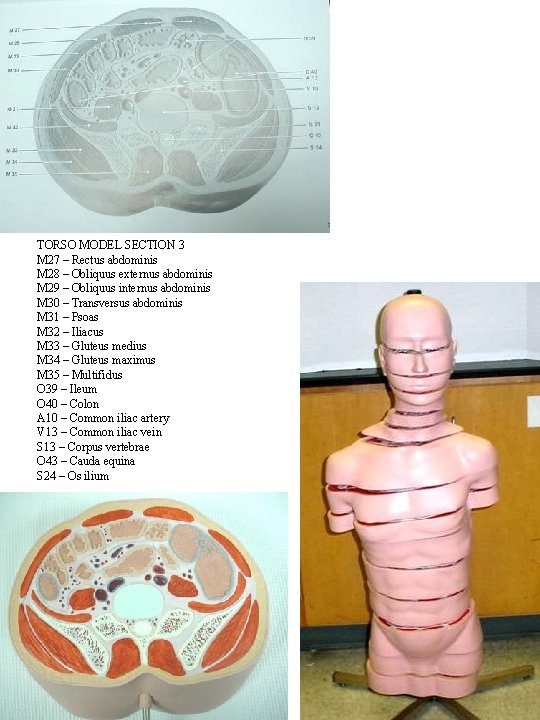 TORSO MODEL SECTION 3 M 27 – Rectus abdominis M 28 – Obliquus externus