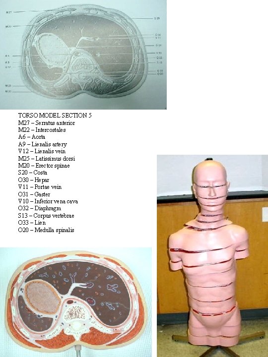 TORSO MODEL SECTION 5 M 27 – Serratus anterior M 22 – Intercostales A