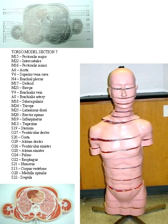 TORSO MODEL SECTION 7 M 15 – Pectoralis major M 22 – Intercostales M