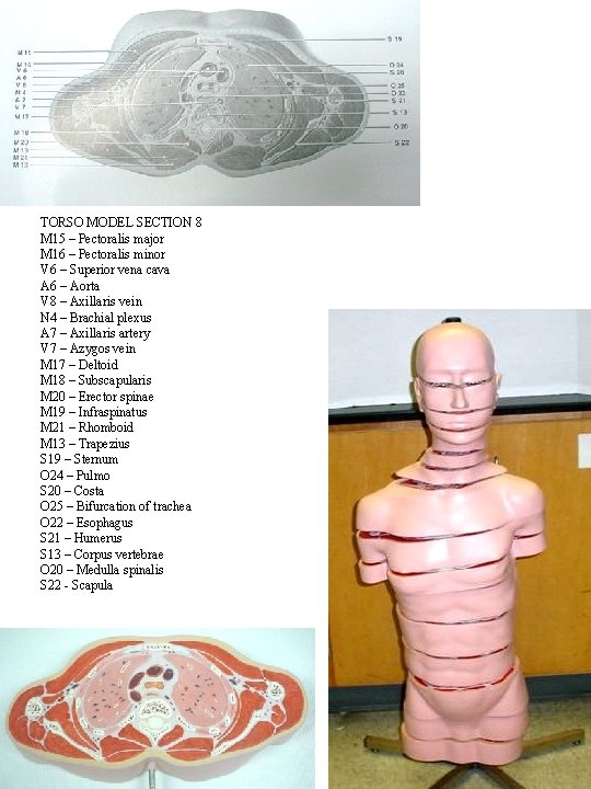 TORSO MODEL SECTION 8 M 15 – Pectoralis major M 16 – Pectoralis minor