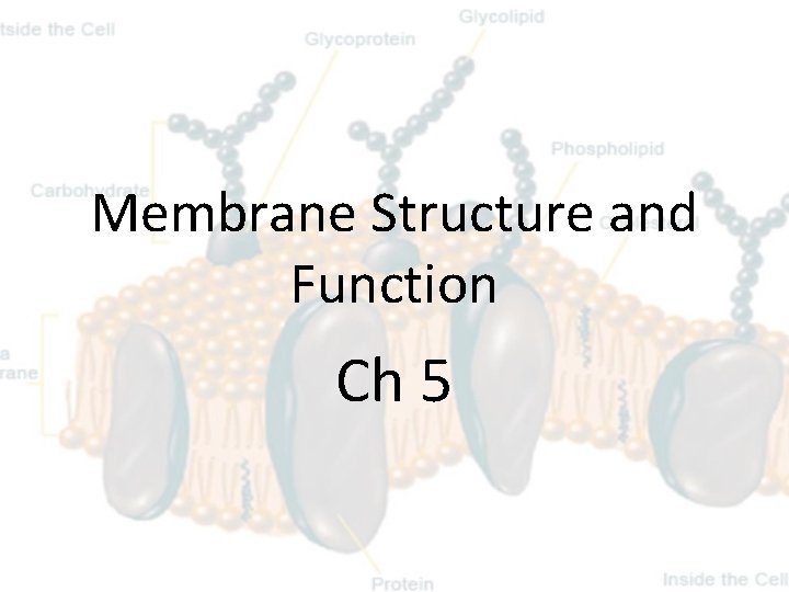 Membrane Structure and Function Ch 5 