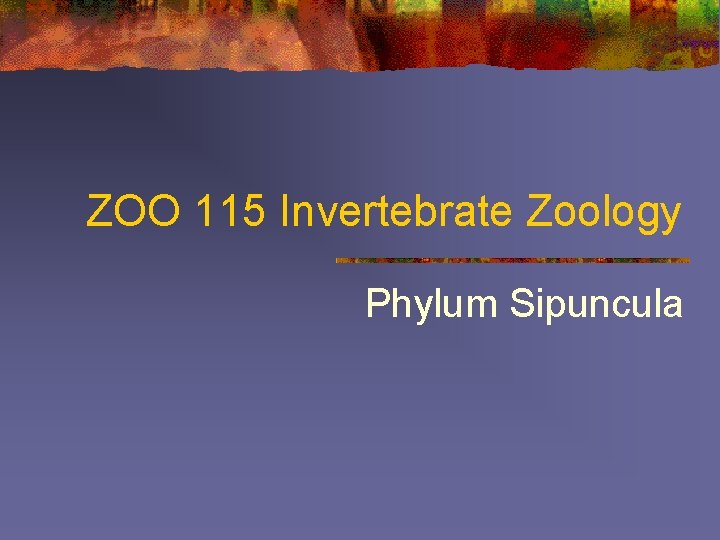 ZOO 115 Invertebrate Zoology Phylum Sipuncula 