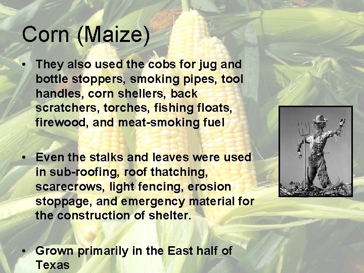 Corn (Maize) • They also used the cobs for jug and bottle stoppers, smoking