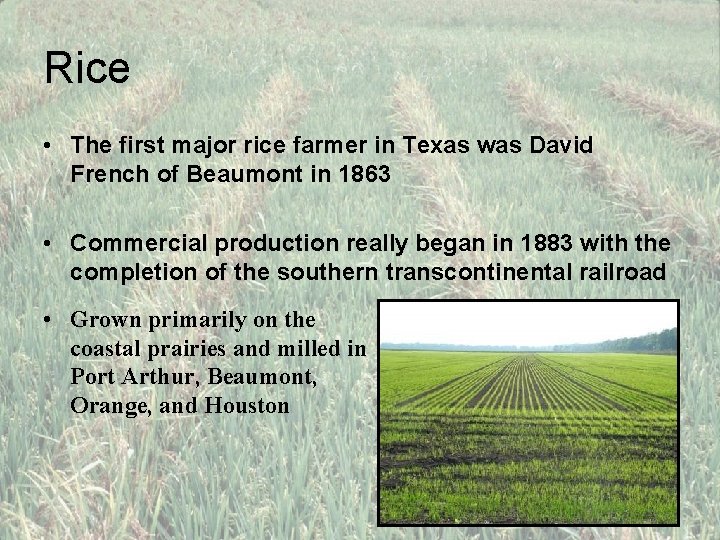 Rice • The first major rice farmer in Texas was David French of Beaumont