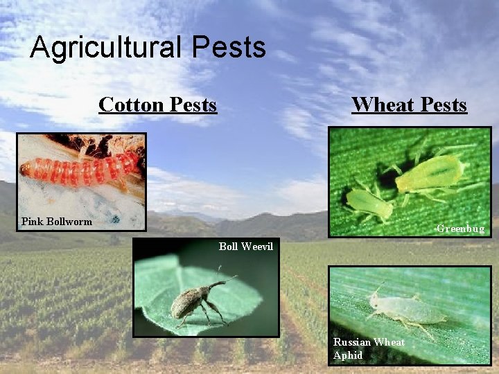 Agricultural Pests Cotton Pests Wheat Pests Pink Bollworm Greenbug Boll Weevil Russian Wheat Aphid