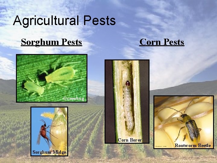 Agricultural Pests Sorghum Pests Corn Pests Greenbug Corn Borer Rootworm Beetle Sorghum Midge 