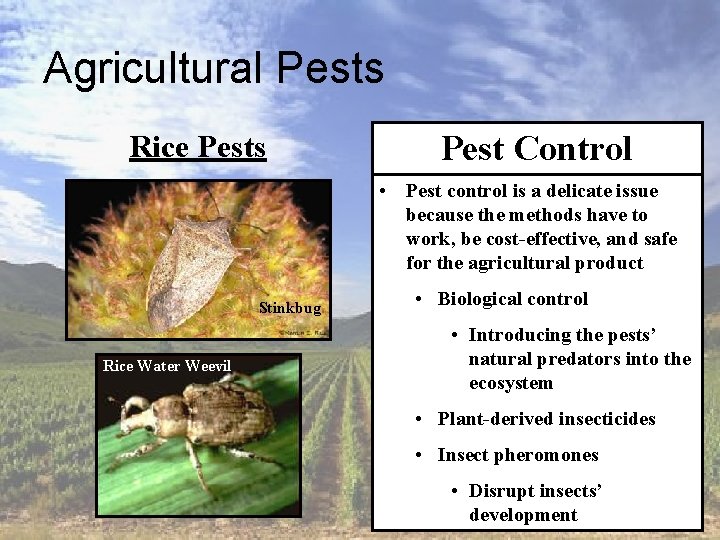 Agricultural Pests Rice Pests Pest Control • Pest control is a delicate issue because