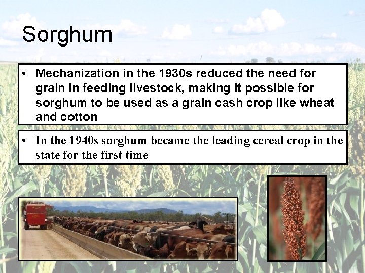 Sorghum • Mechanization in the 1930 s reduced the need for grain in feeding