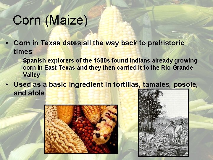 Corn (Maize) • Corn in Texas dates all the way back to prehistoric times
