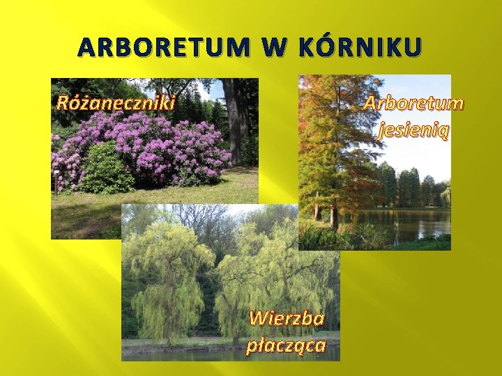ARBORETUM W KÓRNIKU Arboretum jesienią Różaneczniki Wierzba płacząca 