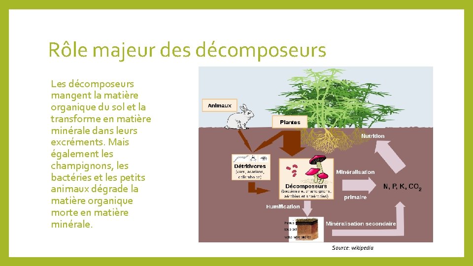 Rôle majeur des décomposeurs Les décomposeurs mangent la matière organique du sol et la