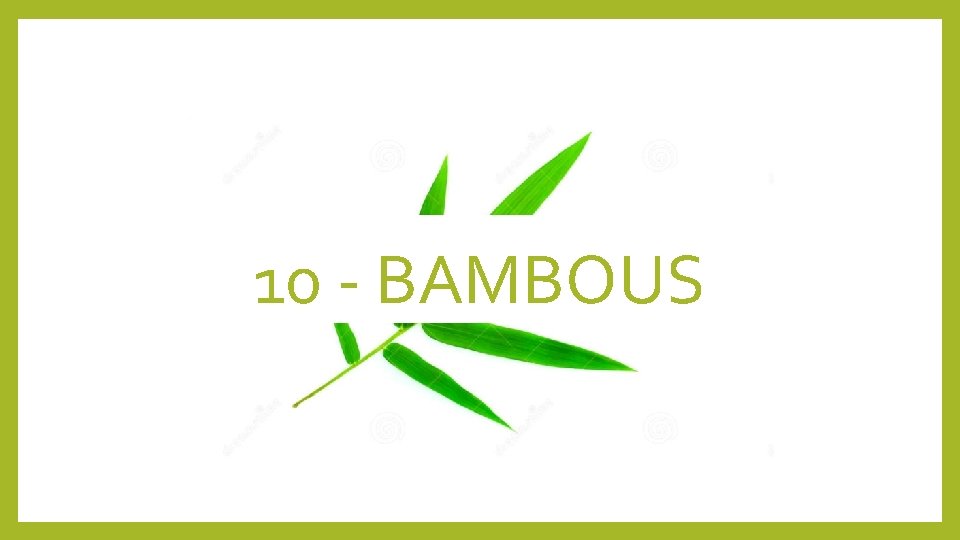 10 - BAMBOUS 