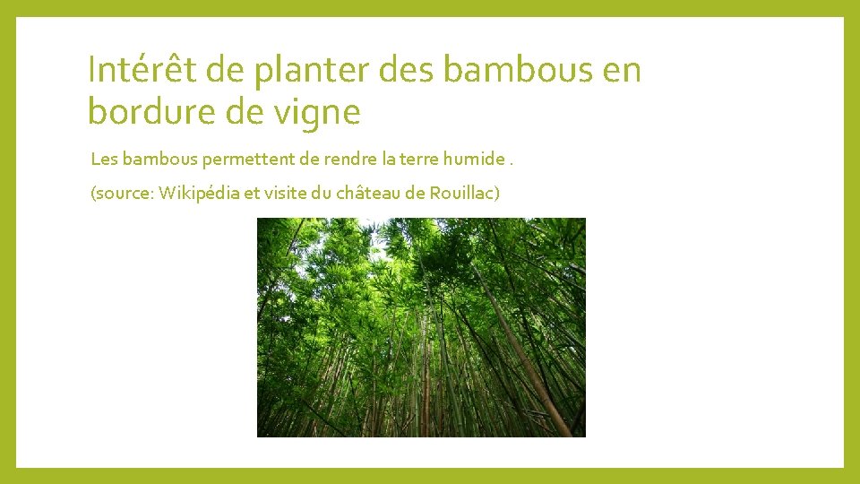 Intérêt de planter des bambous en bordure de vigne Les bambous permettent de rendre