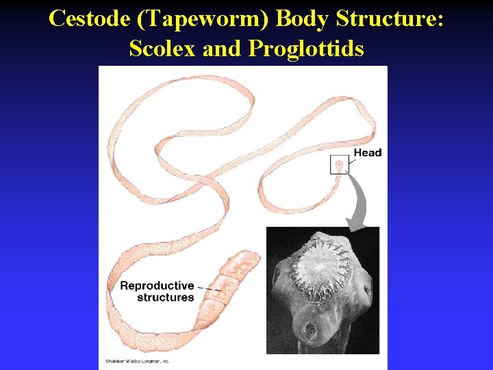 Chapter 12 Characterizing and Classifying Eukaryotes Protozoa Fungi