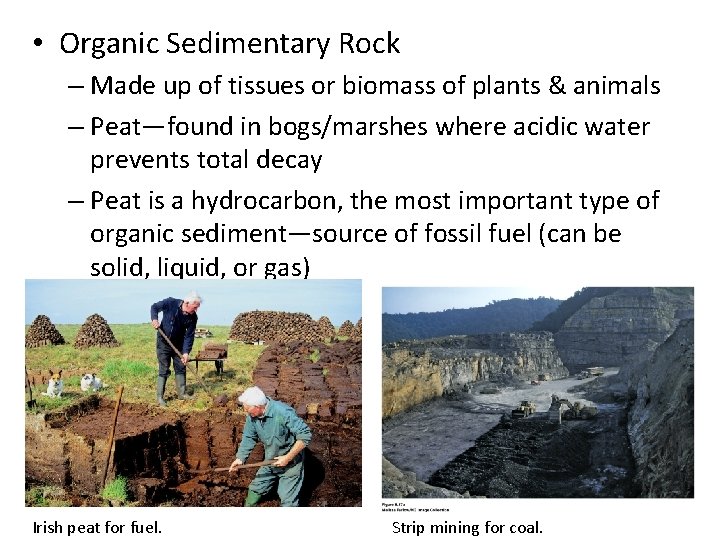• Organic Sedimentary Rock – Made up of tissues or biomass of plants • Organic Sedimentary Rock – Made up of tissues or biomass of plants
