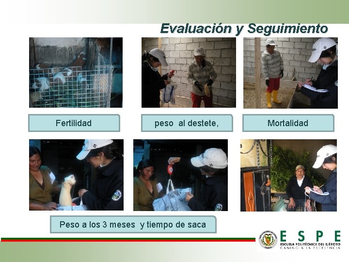 Evaluación y Seguimiento Fertilidad peso al destete, Peso a los 3 meses y tiempo Evaluación y Seguimiento Fertilidad peso al destete, Peso a los 3 meses y tiempo