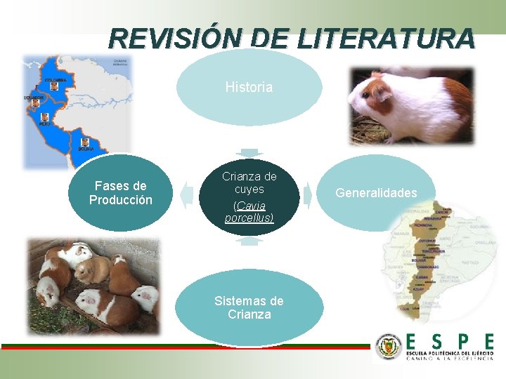 REVISIÓN DE LITERATURA Historia Fases de Producción Crianza de cuyes (Cavia porcellus) Sistemas de REVISIÓN DE LITERATURA Historia Fases de Producción Crianza de cuyes (Cavia porcellus) Sistemas de