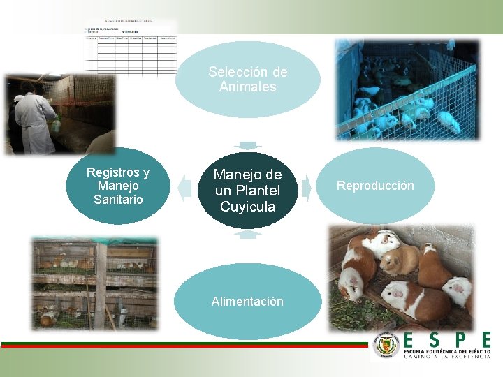 Selección de Animales Registros y Manejo Sanitario Manejo de un Plantel Cuyicula Alimentación Reproducción Selección de Animales Registros y Manejo Sanitario Manejo de un Plantel Cuyicula Alimentación Reproducción