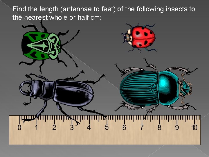 Find the length (antennae to feet) of the following insects to the nearest whole