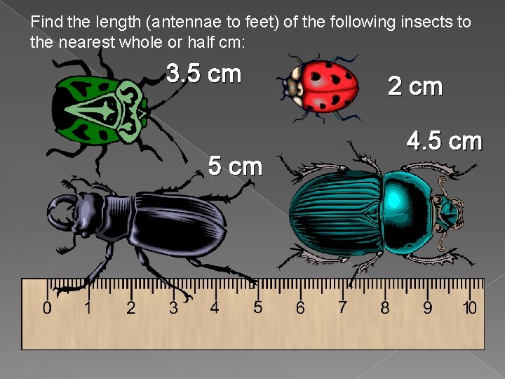 Find the length (antennae to feet) of the following insects to the nearest whole