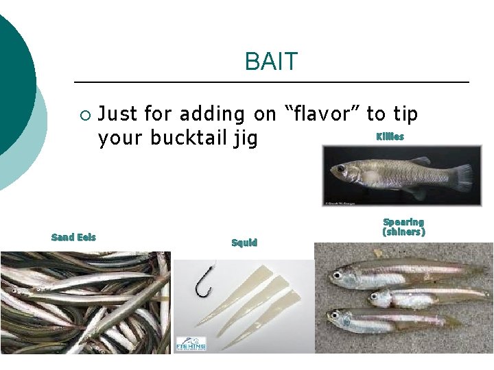 BAIT ¡ Sand Eels Just for adding on “flavor” to tip Killies your bucktail