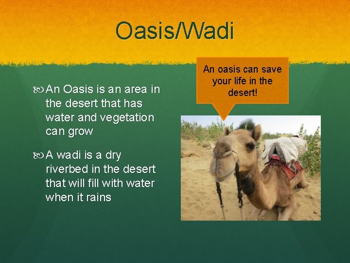 Oasis/Wadi An Oasis is an area in the desert that has water and vegetation