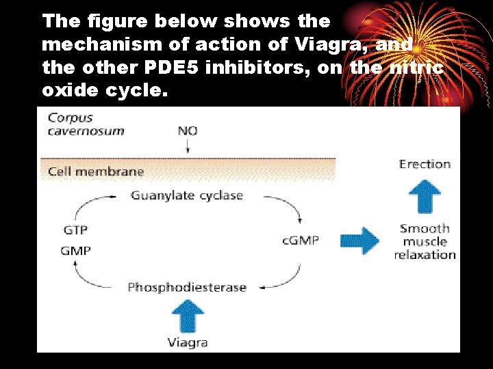 The figure below shows the mechanism of action of Viagra, and the other PDE The figure below shows the mechanism of action of Viagra, and the other PDE