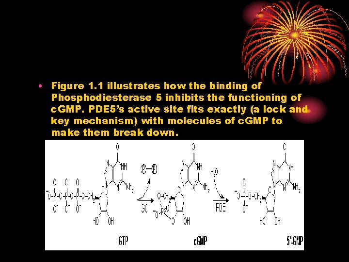 • Figure 1. 1 illustrates how the binding of Phosphodiesterase 5 inhibits the • Figure 1. 1 illustrates how the binding of Phosphodiesterase 5 inhibits the