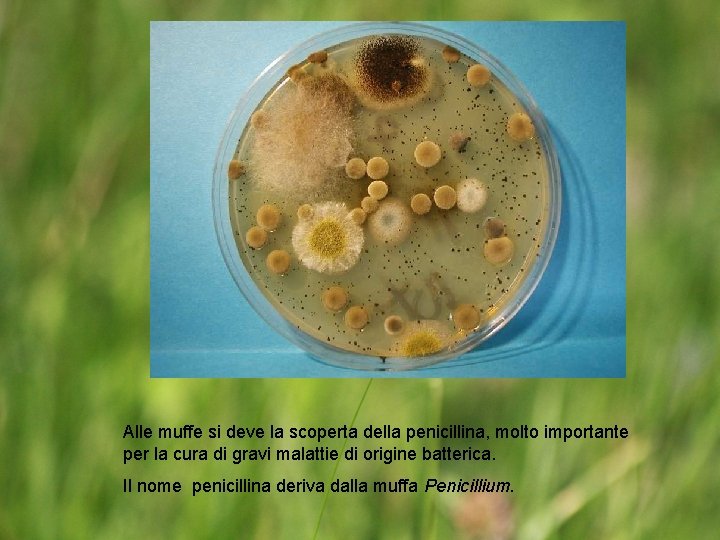 Alle muffe si deve la scoperta della penicillina, molto importante per la cura di