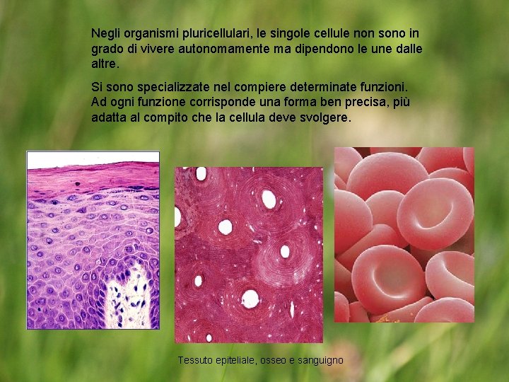 Negli organismi pluricellulari, le singole cellule non sono in grado di vivere autonomamente ma