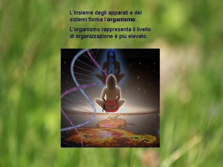 L’insieme degli apparati e dei sistemi forma l’organismo. L’organismo rappresenta il livello di organizzazione