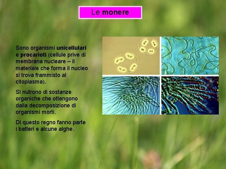 Le monere Sono organismi unicellulari e procarioti (cellule prive di membrana nucleare – il