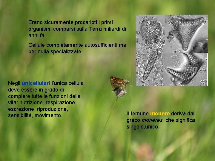 Erano sicuramente procarioti i primi organismi comparsi sulla Terra miliardi di anni fa. Cellule