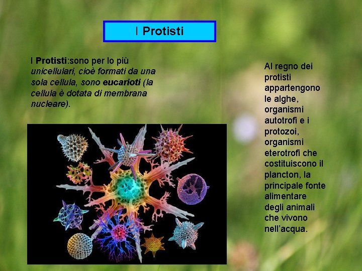 I Protisti: sono per lo più unicellulari, cioè formati da una sola cellula, sono