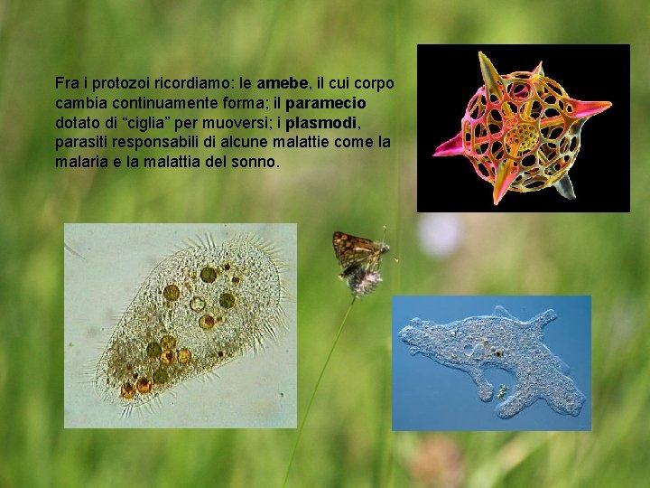 Fra i protozoi ricordiamo: le amebe, il cui corpo cambia continuamente forma; il paramecio