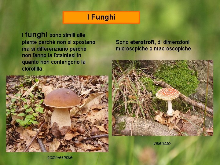 I Funghi I funghi sono simili alle piante perché non si spostano ma si