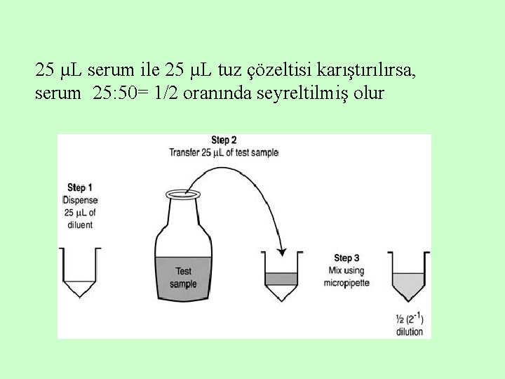 25 µL serum ile 25 µL tuz çözeltisi karıştırılırsa, serum 25: 50= 1/2 oranında