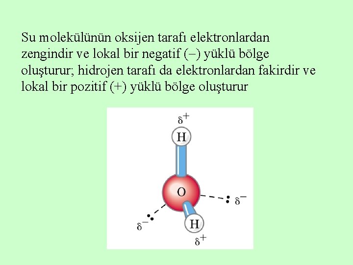 Su molekülünün oksijen tarafı elektronlardan zengindir ve lokal bir negatif ( ) yüklü bölge