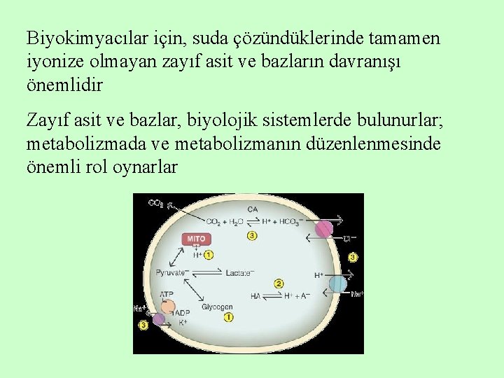 Biyokimyacılar için, suda çözündüklerinde tamamen iyonize olmayan zayıf asit ve bazların davranışı önemlidir Zayıf