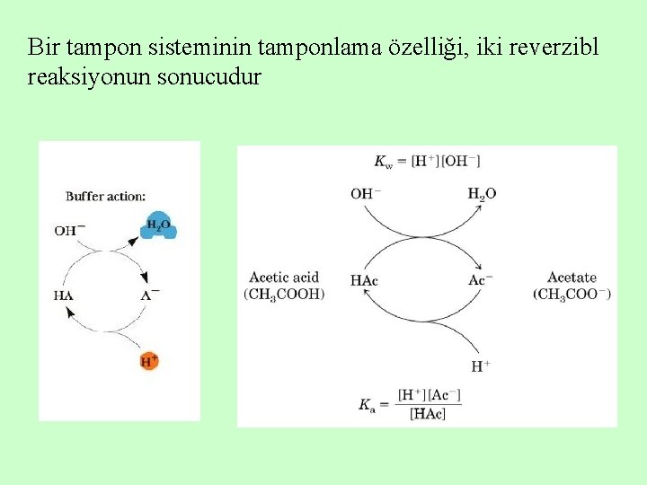 Bir tampon sisteminin tamponlama özelliği, iki reverzibl reaksiyonun sonucudur 