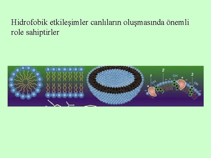 Hidrofobik etkileşimler canlıların oluşmasında önemli role sahiptirler 