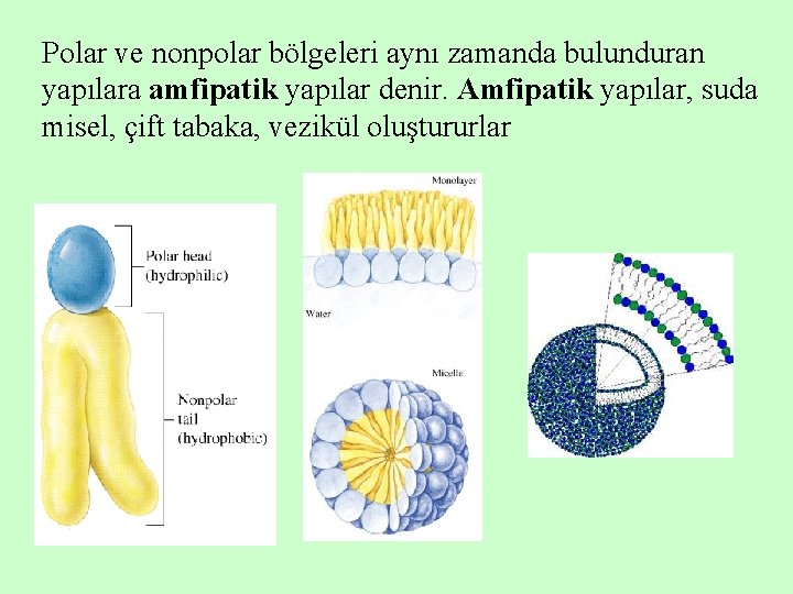 Polar ve nonpolar bölgeleri aynı zamanda bulunduran yapılara amfipatik yapılar denir. Amfipatik yapılar, suda