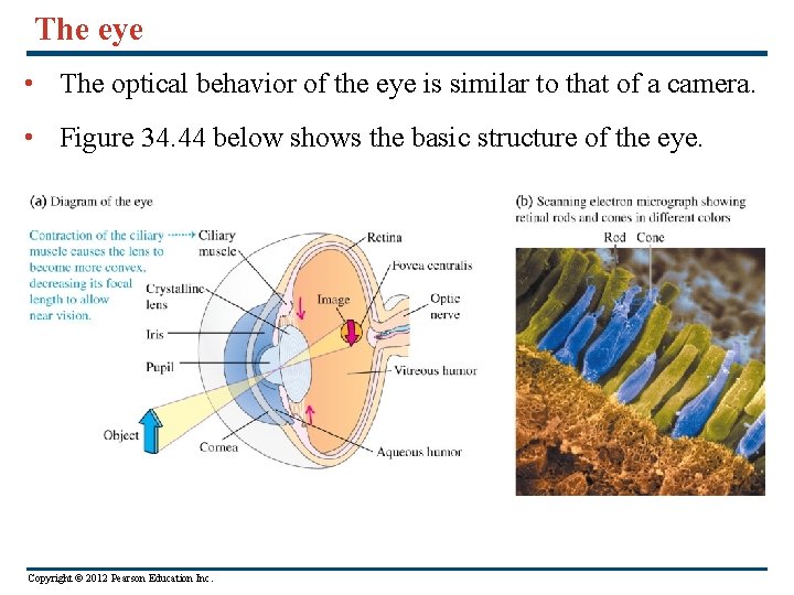 The eye • The optical behavior of the eye is similar to that of