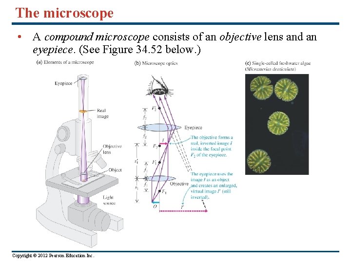 The microscope • A compound microscope consists of an objective lens and an eyepiece.