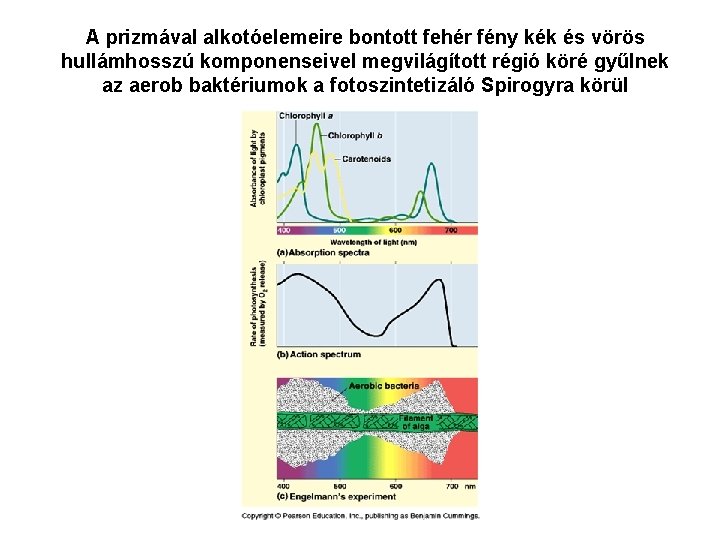 A prizmával alkotóelemeire bontott fehér fény kék és vörös hullámhosszú komponenseivel megvilágított régió köré