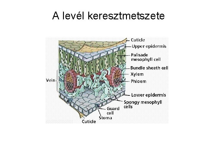 A levél keresztmetszete 