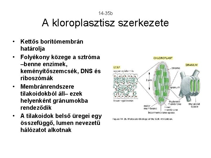 14 -35 b A kloroplasztisz szerkezete • Kettős borítómembrán határolja • Folyékony közege a